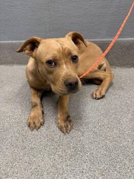 ORCHID -  Pit Bull Terrier and Mixed Breed Dog for Adoption in Las Vegas, Nevada - ORCHID | PetCurious
