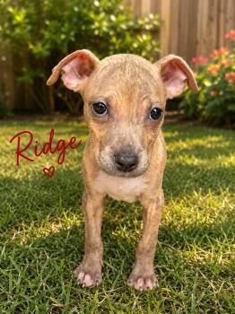 Boxer and Pit Bull Terrier Dogs Available for Adoption in Carmel Hamlet, New York - Ridge (Roxie
