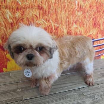JLo -  Shih Tzu Dog for Adoption in Normal, Illinois - JLo | PetCurious