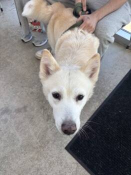 Rescue Shepherd and Mixed Breed Dogs for Adoption in Fort Worth, Texas - 59692477 | PetCurious