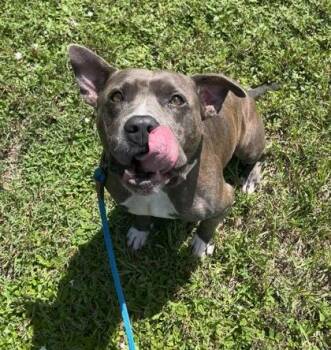 Brutus -  Mixed Breed Dog for Adoption in Vero Beach, Florida - Brutus | PetCurious