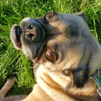 Wednesday -  Pug Dog for Adoption in Mondovi, Wisconsin - Wednesday | PetCurious