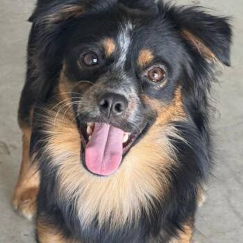 Darth Vader -  Terrier and Mixed Breed Dog for Adoption in Yakima, Washington - Darth Vader | PetCurious
