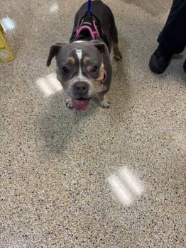 VENUS -  American Bulldog Dog for Adoption in Doral, Florida - VENUS | PetCurious