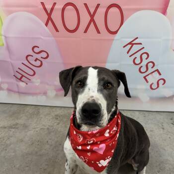 Blue Lacy and Labrador Retriever Dogs Available for Adoption - Henry | PetCurious