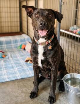 Hound and Mixed Breed Dogs Available for Adoption in Severance, Colorado - Simba | PetCurious