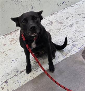 RUTH -  Labrador Retriever and Mixed Breed Dog for Adoption in Houston, Texas - RUTH | PetCurious