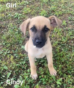 Cindy -  Black Mouth Cur and Labrador Retriever Dog for Adoption in Glocester, Rhode Island - Cindy | PetCurious