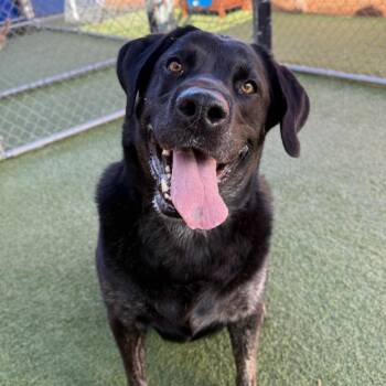 Mouse -  Black Labrador Retriever Dog for Adoption in Hawthorne, California - Mouse | PetCurious