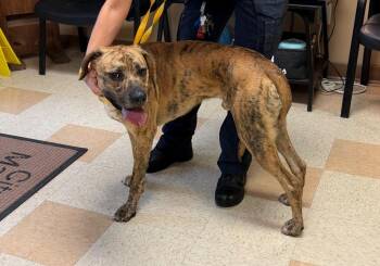 Nike -  Boxer and Hound Dog for Adoption in Maumelle, Arkansas - Nike | PetCurious