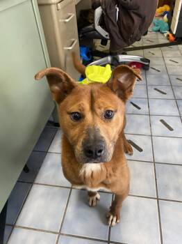 American Bulldog and Mixed Breed Dogs Available for Adoption - Dee-Dee | PetCurious