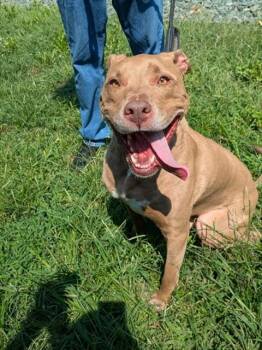 PATRICK HENRY -  Pit Bull Terrier Dog for Adoption in Leesburg, Virginia - PATRICK HENRY | PetCurious