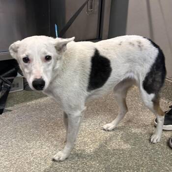 Lottie -  Border Collie Dog for Adoption in San Gabriel, California - Lottie | PetCurious