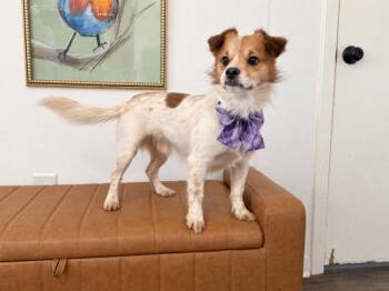 Toby Casas -  Chihuahua and Pomeranian Dog for Adoption in Friendswood, Texas - Toby Casas | PetCurious