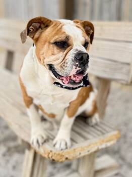English Bulldog Dogs Available for Adoption in Muskegon, Michigan - Arnold | PetCurious