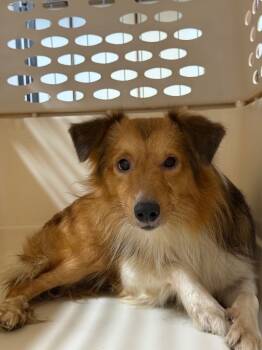 Rescue Shetland Sheepdog Sheltie Dogs for Adoption in Archbold, Ohio - Clarence | PetCurious