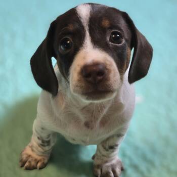 Wigglebutten -  Dachshund Dog for Adoption in Normal, Illinois - Wigglebutten | PetCurious