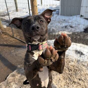 Mixed Breed Dogs Available for Adoption - Lovebug | PetCurious