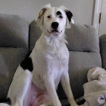 Una -  Border Collie and Mixed Breed Dog for Adoption in Greensboro, Georgia - Una | PetCurious
