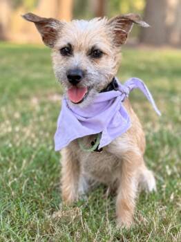 Zia Sandy Sandia -  Border Terrier Dog for Adoption in Friendswood, Texas - Zia Sandy Sandia | PetCurious
