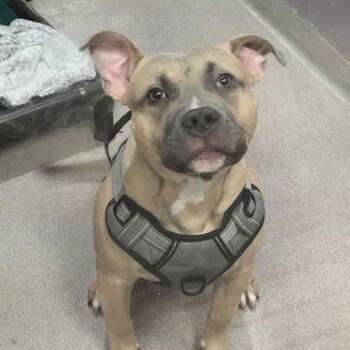 Pit Bull Terrier Dogs Available for Adoption in Branford, Connecticut - Willie | PetCurious