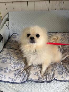 Crash Davis -  Pomeranian Dog for Adoption in Fort Worth, Texas - Crash Davis | PetCurious