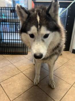 Husky Dogs Available for Adoption in Marion, Ohio - Loki | PetCurious