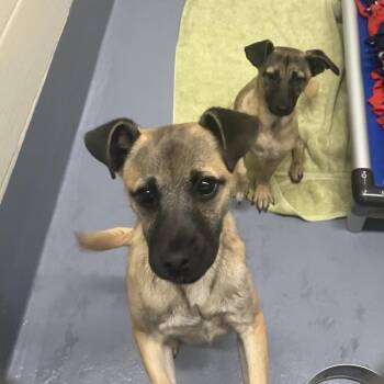 Mixed Breed Dogs Available for Adoption - Blake (puppy) - ECAS | PetCurious