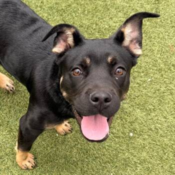 Nova -  Shepherd and Mixed Breed Dog for Adoption in Goleta, California - Nova | PetCurious