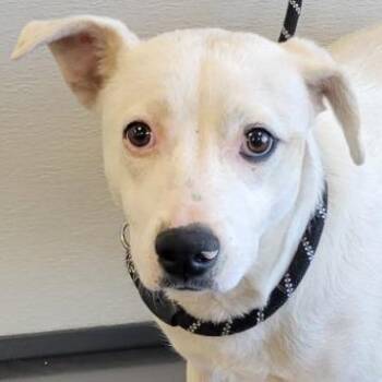 Mixed Breed Dogs Available for Adoption in Las Cruces, New Mexico - Wanda | PetCurious