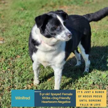 WINIFRED -  Mixed Breed Dog for Adoption in Holbrook, New York - WINIFRED | PetCurious