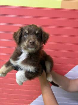 Olive -  Australian Shepherd Dog for Adoption in Murray, Kentucky - Olive | PetCurious