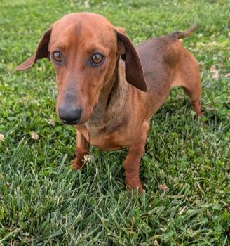 Hugo in TN -  Dachshund Dog Available for Adoption in Shelbyville, Tennessee - Hugo In TN | PetCurious