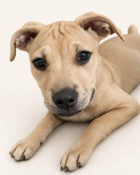 MISTY -  Labrador Retriever Dog for Adoption in Largo, Florida - MISTY | PetCurious