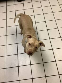 Rescue Pit Bull Terrier and Mixed Breed Dogs for Adoption in Largo, Florida - Emma | PetCurious