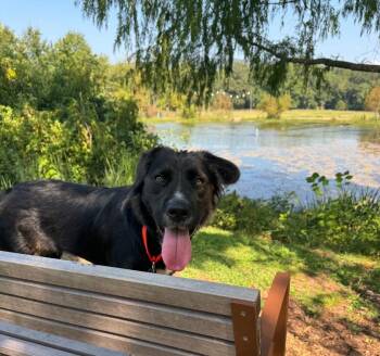 Bella Rose -  Labrador Retriever Dog for Adoption in Chattanooga, Tennessee - Bella Rose | PetCurious