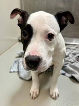 Mixed Breed Dogs Available for Adoption in Wichita, Kansas - Spoony | PetCurious