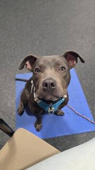 Georgie -  American Staffordshire Terrier Dog for Adoption in Grand Rapids, Michigan - Georgie | PetCurious