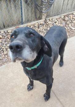 Pointer and Black Labrador Retriever Dogs Available for Adoption - George | PetCurious