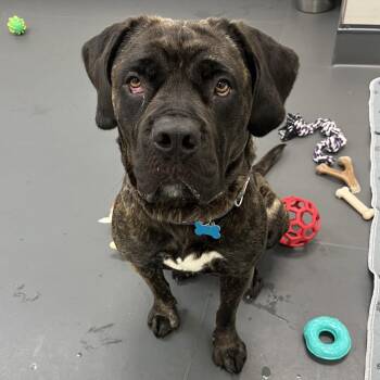 Rebecca -  Mastiff and Mixed Breed Dog for Adoption in Chicago, Illinois - Rebecca | PetCurious