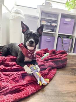Hera -  Pit Bull Terrier and Chihuahua Dog for Adoption in West Hollywood, California - Hera | PetCurious