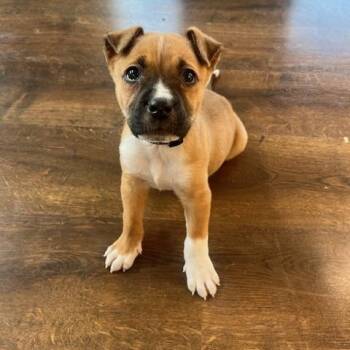 American Staffordshire Terrier and Boxer Dogs Available for Adoption in Beaverton, Oregon - Omar | PetCurious