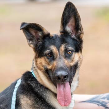 Lola -  German Shepherd Dog and Mixed Breed Dog for Adoption in Kennebunk, Maine - Lola | PetCurious