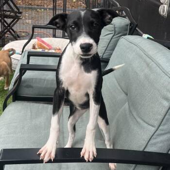 Rescue Mixed Breed Dogs for Adoption in Puyallup, Washington - Hermione | PetCurious