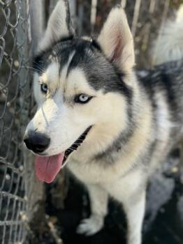 Rescue Siberian Husky Dogs for Adoption in Windham, Connecticut - Max | PetCurious