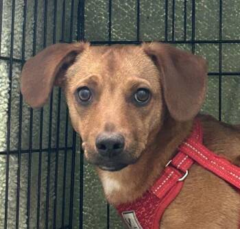 Dachshund Dogs Available for Adoption in Golden, Colorado - Slinky | PetCurious