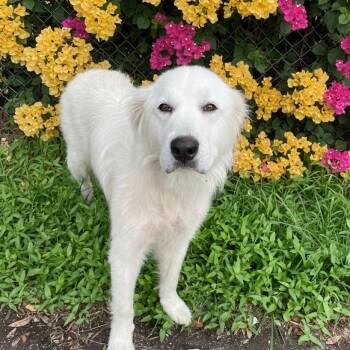 Great Pyrenees Dogs Available for Adoption in Waggaman, Louisiana - Josephine | PetCurious