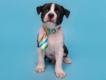 BW: Panda -  Boston Terrier and Border Collie Dog for Adoption in Palo Alto, California - BW: Panda | PetCurious
