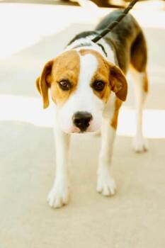 Lydia -  Beagle Dog for Adoption in Little Rock, Arkansas - Lydia | PetCurious