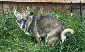 Wink -  Chihuahua Dog for Adoption in Vancouver, Washington - Wink | PetCurious